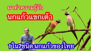 นกแก้วแขกเต้า 1ใน7ชนิดของไทย ที่ต้องขออนุญาติให้ถูกต้องตามกฎหมายก่อนเลี้ยง