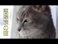 窓際族の猫:小鳥を目で追う姿が可愛い #Shorts