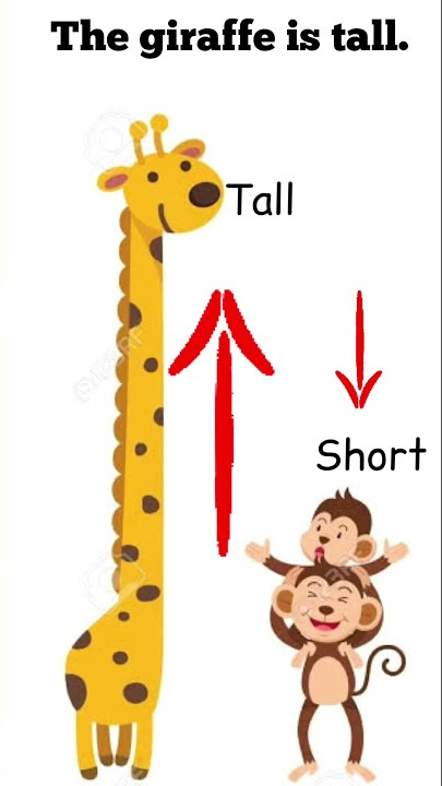 Measurement / Length/ Height/ Comparison / Bigger- Smaller/ Taller- Shorter  - YouTube