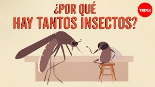 ¿Por qué hay tantos insectos?  Murry Gans