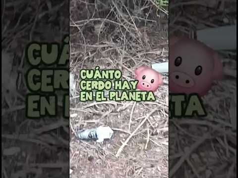 CERDOS Y MÁS CERDOS 🐷 #noticias #mascotas #playa #animales