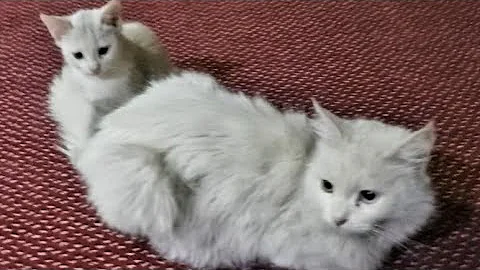 Video 11546271: persian cat mother, cat kitten play fun