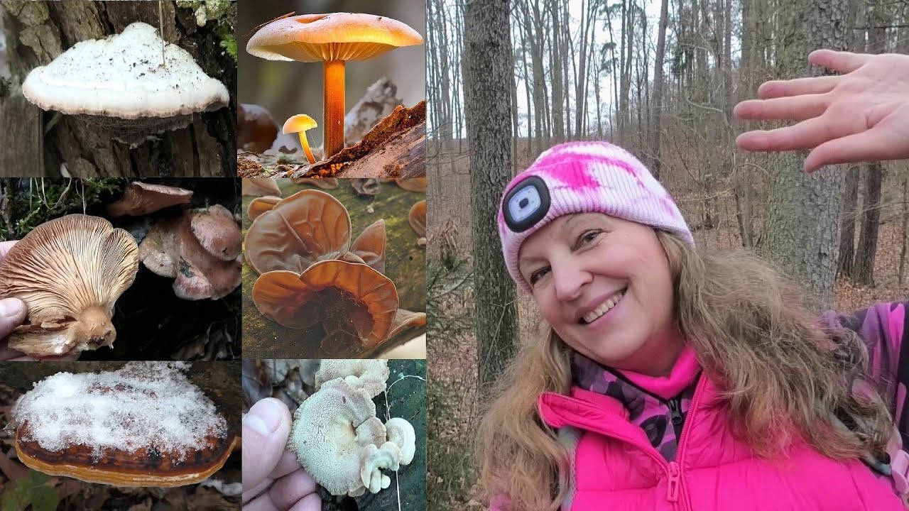 ZIMNÍ HOUBY - Našla jsem 10 druhů zimních hub - Kde je hledat, jak přežijí mrazy - 7km cesta lesem
