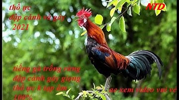 Tiếng gà rừng mồi 2021 vừa đập cánh gáy giọng thổ ực chuẩn k tạp âm