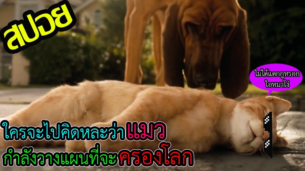 สงคราม หมา แมว  Update New  เมื่อแมววางแผนที่จะครองโลก l สปอยหนัง l - สงครามพยัคฆ์ร้ายขนปุย