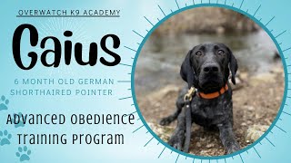 Gaius | 6 Month Old German Shorthaired Pointer | Advanced Obedience Board and Train Program | by OverWatch K9 Academy Columbus 97 views 1 month ago 7 minutes, 51 seconds