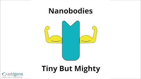 Nanobodies