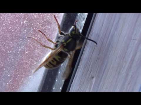 Video: Hvordan Insekter Er I Dvale
