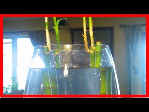 Video: Beta o Betta Fish and Bamboo Living Together
