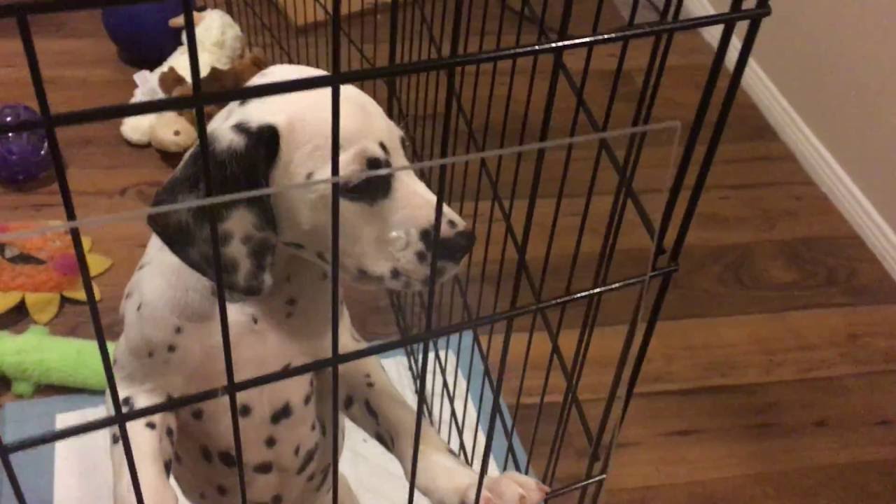 puppy jumps out of playpen