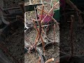 Grape Cutting Project Update