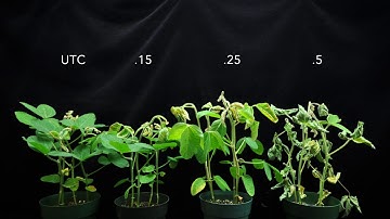 Dicamba (SOA 4) on Soybeans 4X time