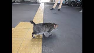 ひたちなか海浜鉄道　湊線訪問（2019年8月31日）