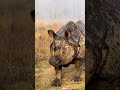 wildlife #onehornedrhino