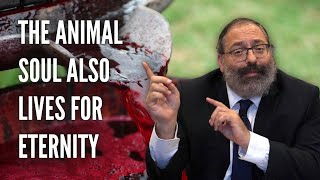 Rabbi YY Jacobson: The Animal Soul Also Lives for Eternity