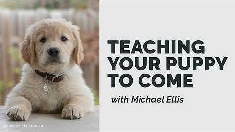 Teaching your Puppy to Come with Michael Ellis