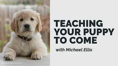 Teaching your Puppy to Come with Michael Ellis