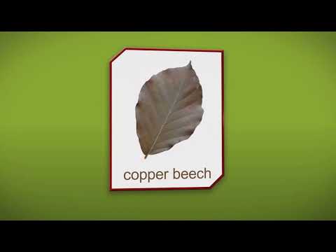 How to plant a Copper Beech Tree. Buy Online by Tudor Lodge Plant Nurseries.