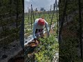 Harvest chilies with super abundant results-Agriculture farming #shorts