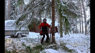 Tältä Näyttää Kun Puu Kaatuu Päälle. Pro Finnish Lumberjack And Husqvarna 550 Xp Chainsaw.