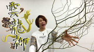 龍のような植物「雲龍柳」㊙︎テクニックで2作品生けていく