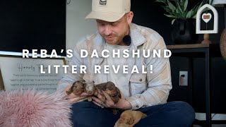 Reba And Remy's Dachshund Puppies | Litter Reveal!