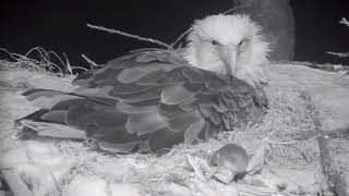 Decorah Eagles 3-4-19, 7 pm Mom has a mouse visitor
