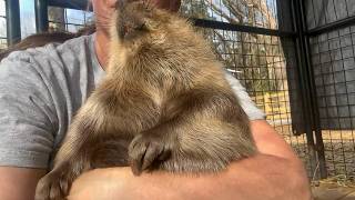 Beaver hugs to brighten your Monday❤️