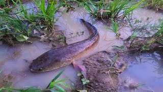 Amazing Two Men Find And Catch Many Fish After Rain When Fish Up From The Pond