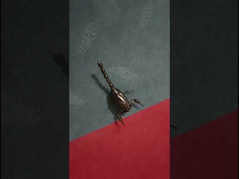 ربات عقرب قریشی