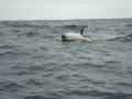 Salto de Orca bebe en Salinas - Ecuador