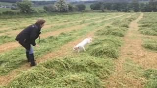 Detalles Why you should never let spaniels off lead before teaching recall! Guía