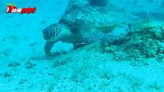 【小琉球片】20隻海龜出沒！玻璃半潛艇有秘密武器| 台灣蘋果日報