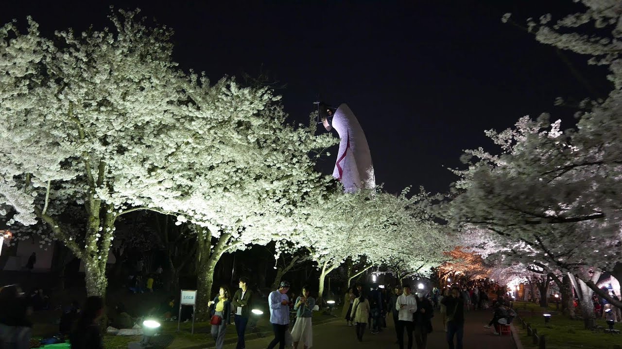 万博記念公園の桜まつり21 開花状況やライトアップなど紹介 情報発信ブログサイト Blue Rose 万博記念公園の桜まつり21 開花状況やライトアップなど紹介 情報発信ブログサイト Blue Rose