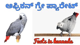 African grey parrot in Kannada | African grey parrot care in Kannada | African grey parrot facts in