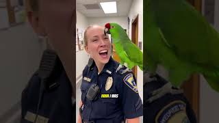 Download Lagu 🦜💢 Papegaai wordt JALOERS omdat ze \ MP3