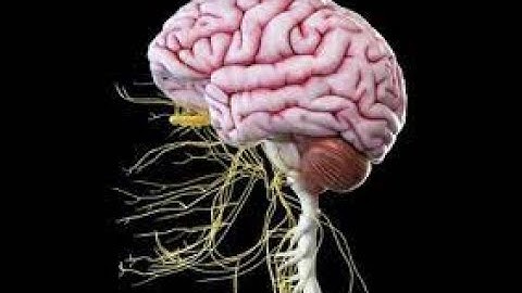 [ Giải phẫu ] LT Modun Thần kinh - SK Tâm thần ( Buổi 2 )