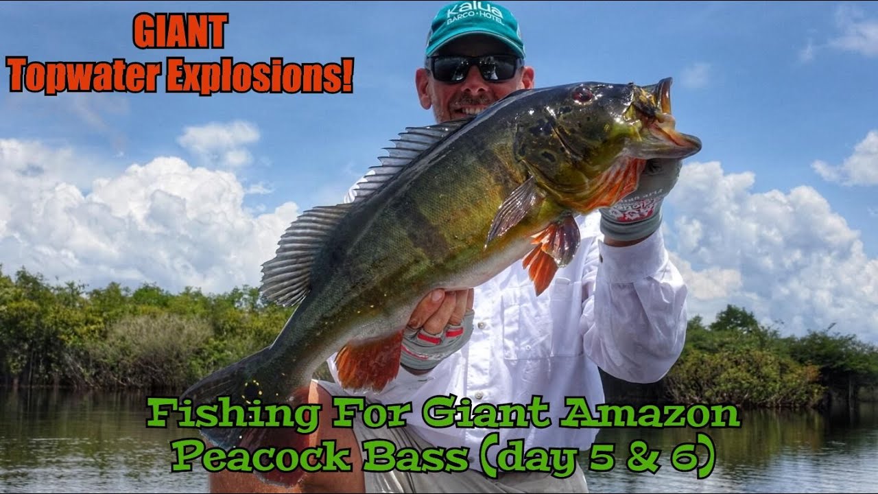 Fishing for GIANT Peacock Bass on TOPWATER in the Amazon YouTube