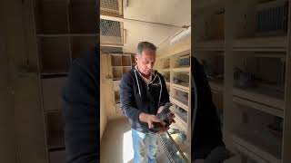 Michel Verweij Verweij-De Haan Presents His Top Pigeon Jacob