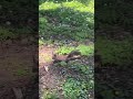 A squirrel is jumping happily in the park 🥰🥰🥰 一隻松鼠在公園裡快樂跳躍
