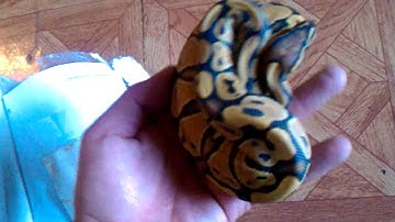 New Orange Ghost Ball Python ! Awesome !