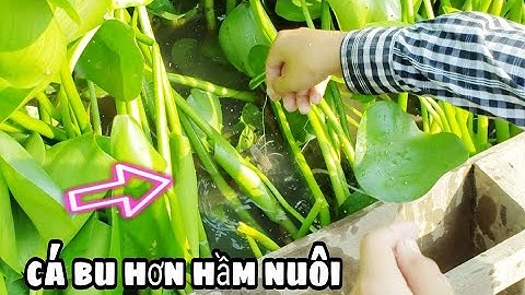 ĐẨY XUỒNG VÔ ĐÁM LỤC BÌNH MÓC LỔ CÂU, VÀ CÁI KẾT KINH HOÀNG // FISHING IN THE RIVER