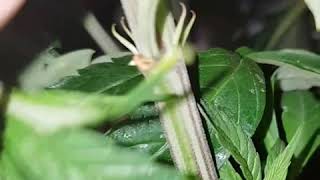 Tell a male before flower