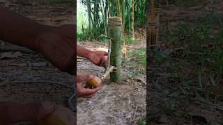 Creative DIY, Surviving in the wild by making simple traps. #survival