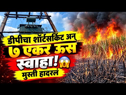 Solapur News : डीपीचा शॉर्टसर्किट अन् ७ एकर ऊस स्वाहा! 😱 मुस्ती हादरलं!