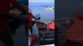 Potong Ikan Bandeng Jumbo #shorts
