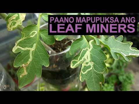 Video: Ano Ang Allium Leaf Miners - Mga Tip Sa Paggamot Para sa Allium Leaf Miners