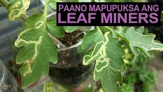 How To Get Rid Of Leaf Miners I Paano Mapupuksa Ang Leaf Miners