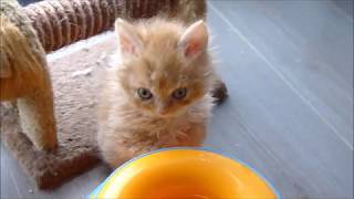 Our adult cats and kittens January 2018 by Martie2303 1,075 views 6 years ago 2 minutes, 22 seconds