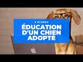 Les 5 tapes de lducation dun chien adopt